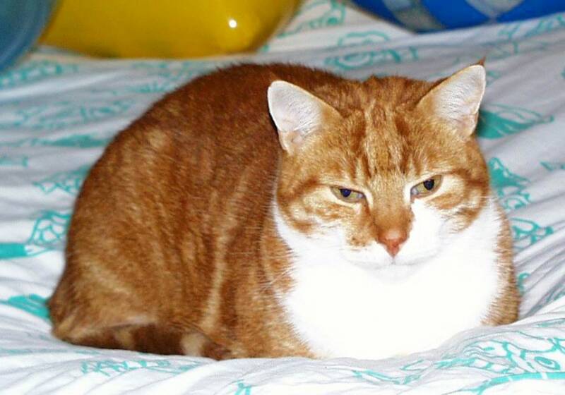 poes-van-standard.jpg