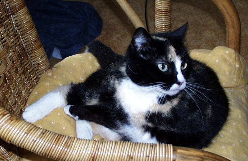 poes-wie1-standard.jpg