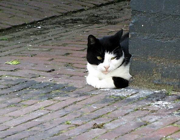 poes3-in-vlissingen-standard.jpg