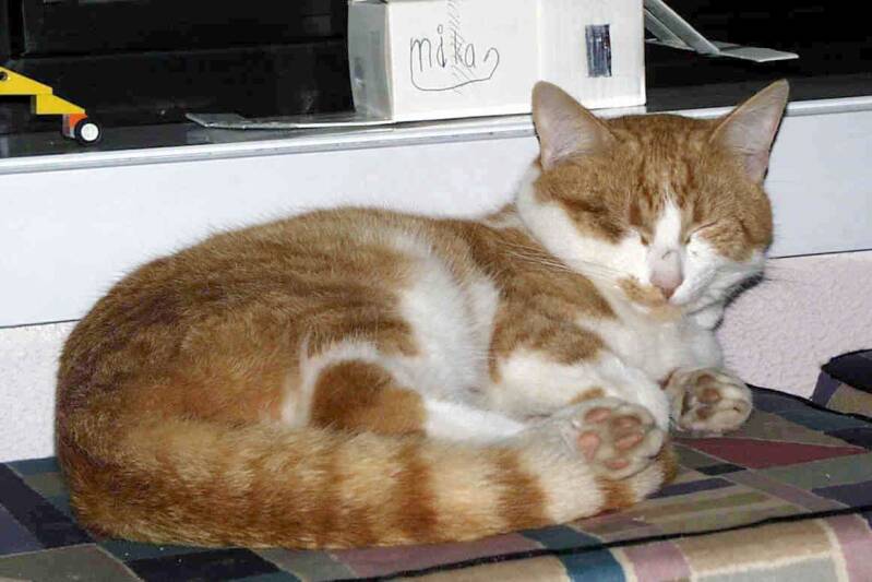 tijger-4-16-3-01-standard.jpg