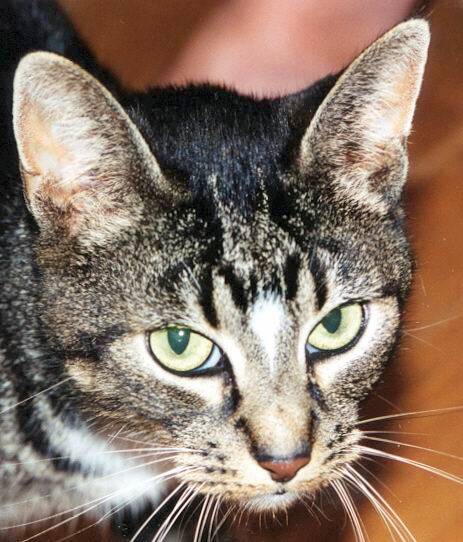 witte-poten-poes-standard.jpg