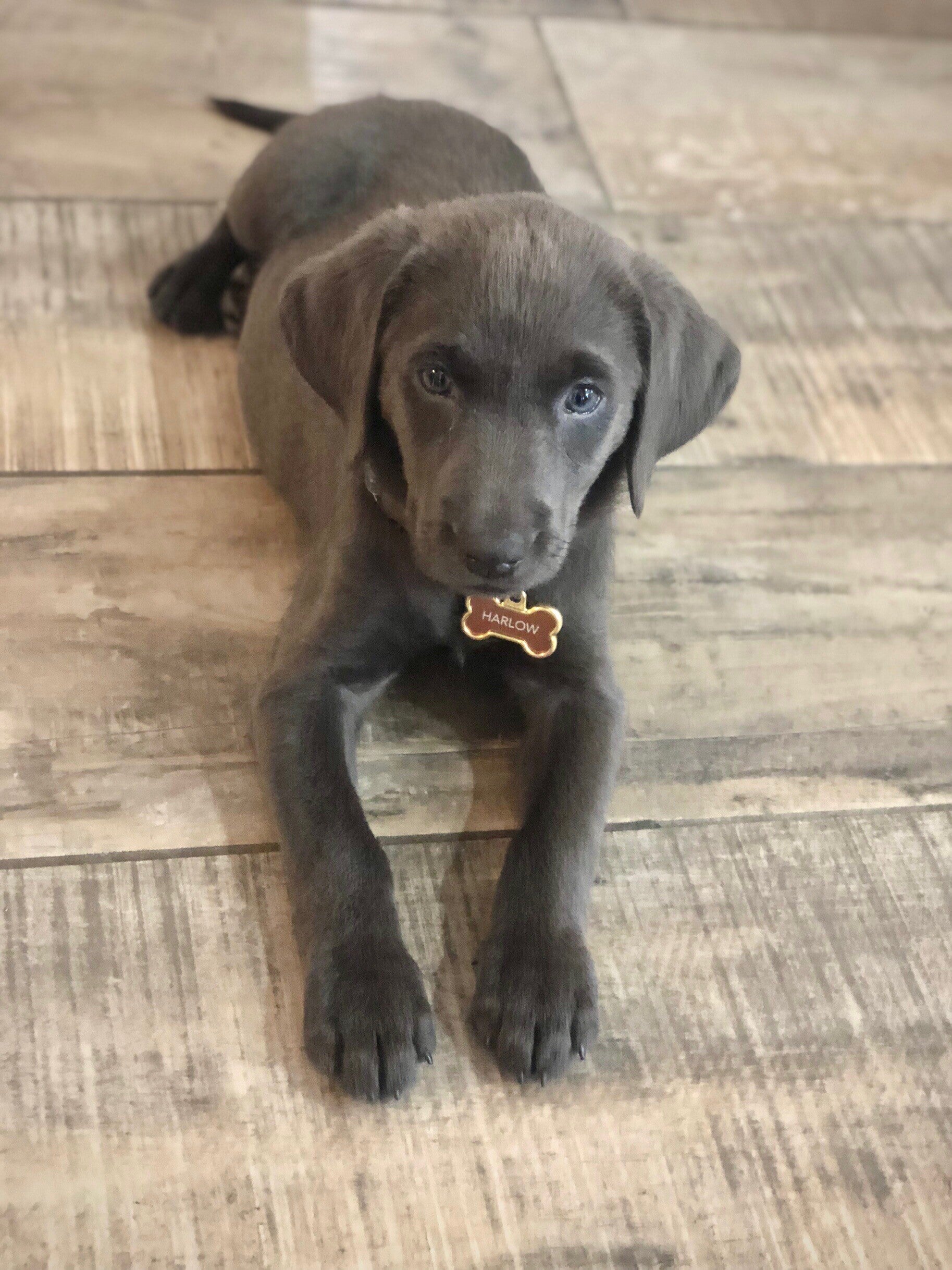 Meet our dog, Harlow