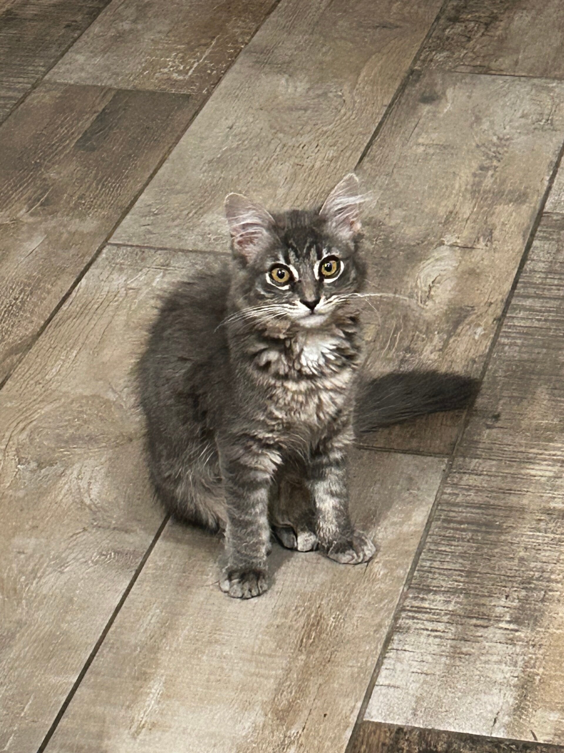 Meet our cat, Cleopatra