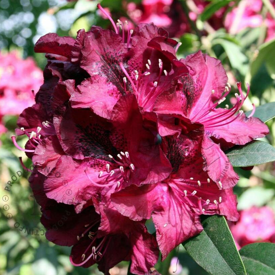 Rhododendron Marie Forte 40-50