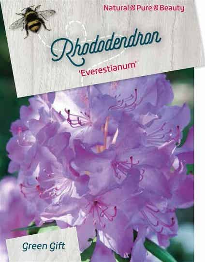 Rhododendron 'Everestianum' Paars 60-80