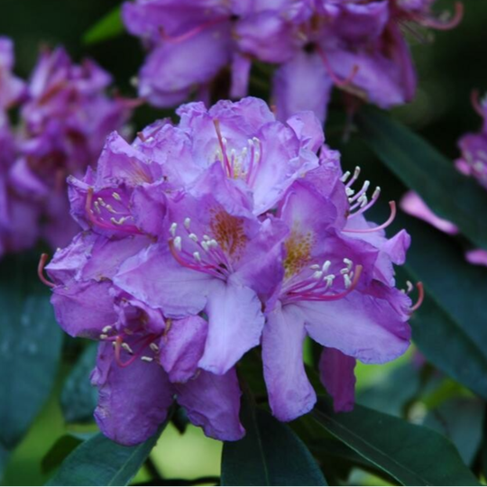 Rhododendron 'Ponticum' (rododendron)