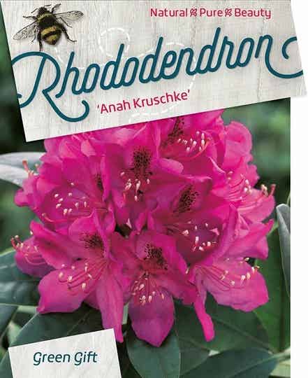 Rhododendron 'Anah Kruschke' pink/purple 80-100