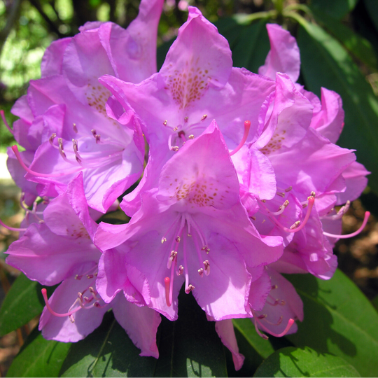 Rhododendron 'Roseum Elegans' (rododendron)