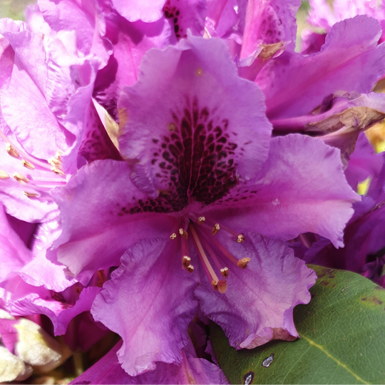 Rhododendron 'Azurro ' (rododendron)