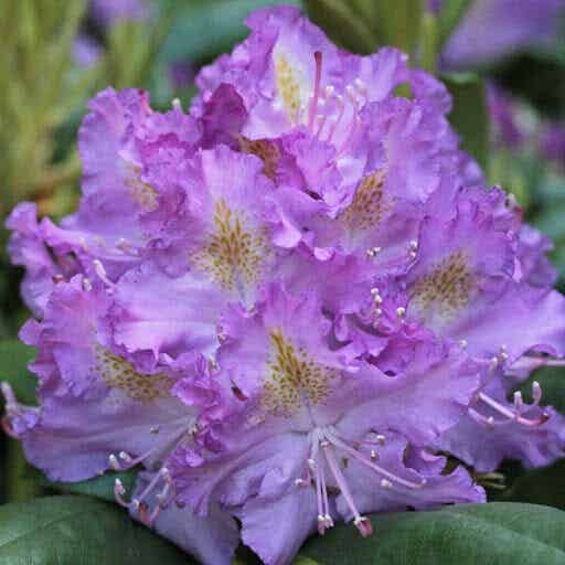 Rhododendron Everestianum 40-50