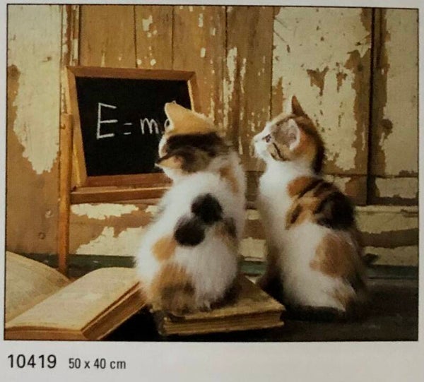 90er Jahre Poster Willy`s Unlimited	Cat Midi 40 cm x 50 cm Verkerke Katze Katzen Einstein
