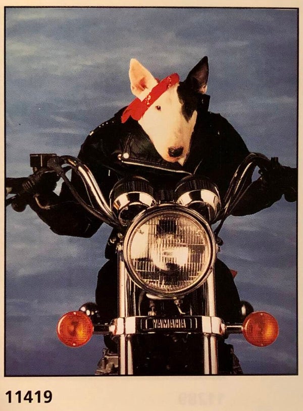 Verkerke Midi Poster Landmark stock exchange	Pitbull on motorbike   40 cm x 50 cm Poster Weihnachtsgeschenk vintage Hund Motorrad