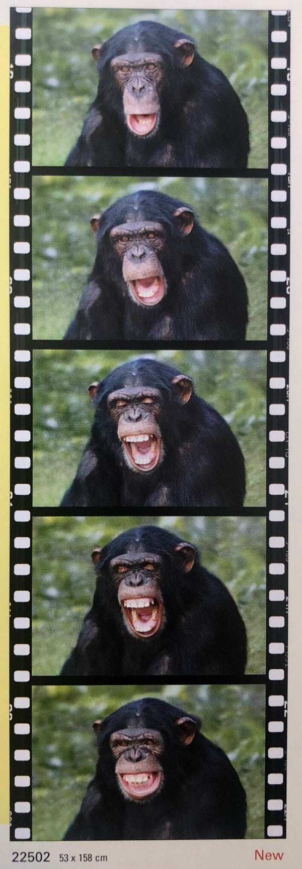 Verkerke Steve Bloom	Chimpanzees 53 cm x 158 cm Türposter Penant Poster Weihnachtsgeschenk Affe Schimpansen vintage NOS