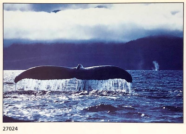 90er Jahre Poster Francois Gohere	Humpback whale Maxi 62 cm x 93 cm Verkerke