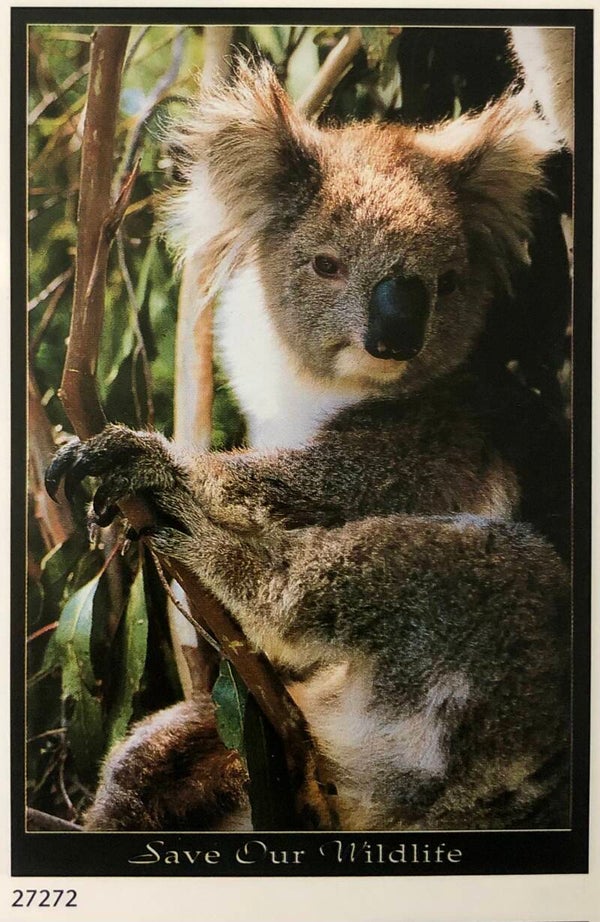90er Jahre Poster Images colour library	Save our wildlife, Koala bear Maxi 62 cm x 93 cm Verkerke B-Ware: verknittert