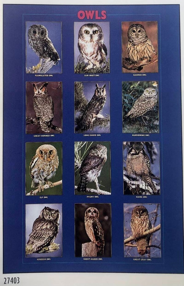 90er Jahre Poster Dembinsky Eule Eulen Owl`s collage Maxiposter Maxi 62 cm x 93 cm