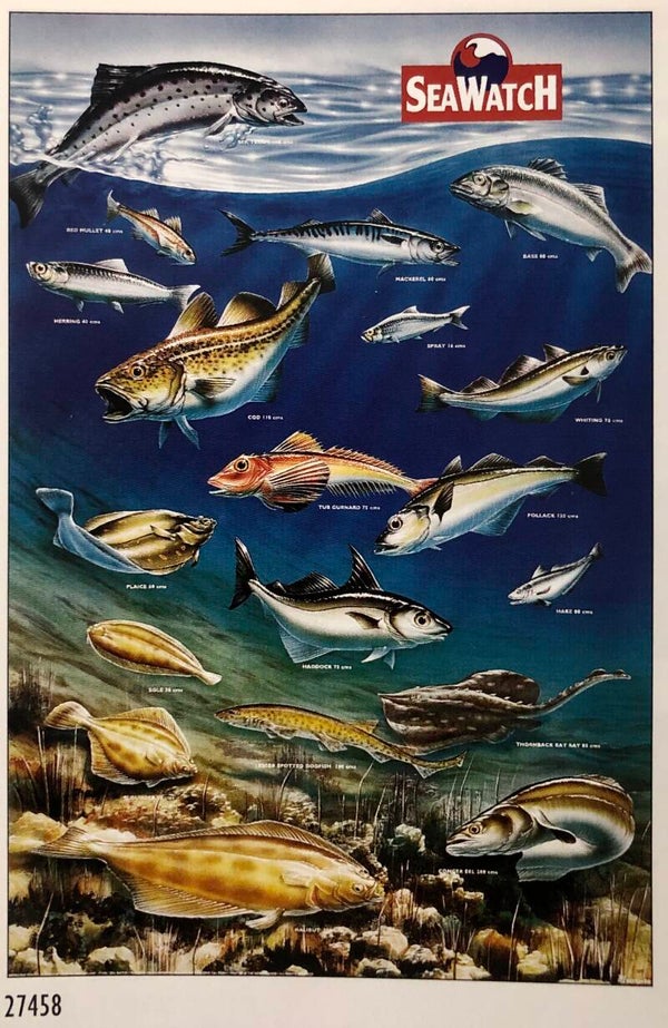 90er Jahre Poster Alistair McCrae	Seawatch Fische Atlantic Maxi 62 cm x 93 cm Verkerke