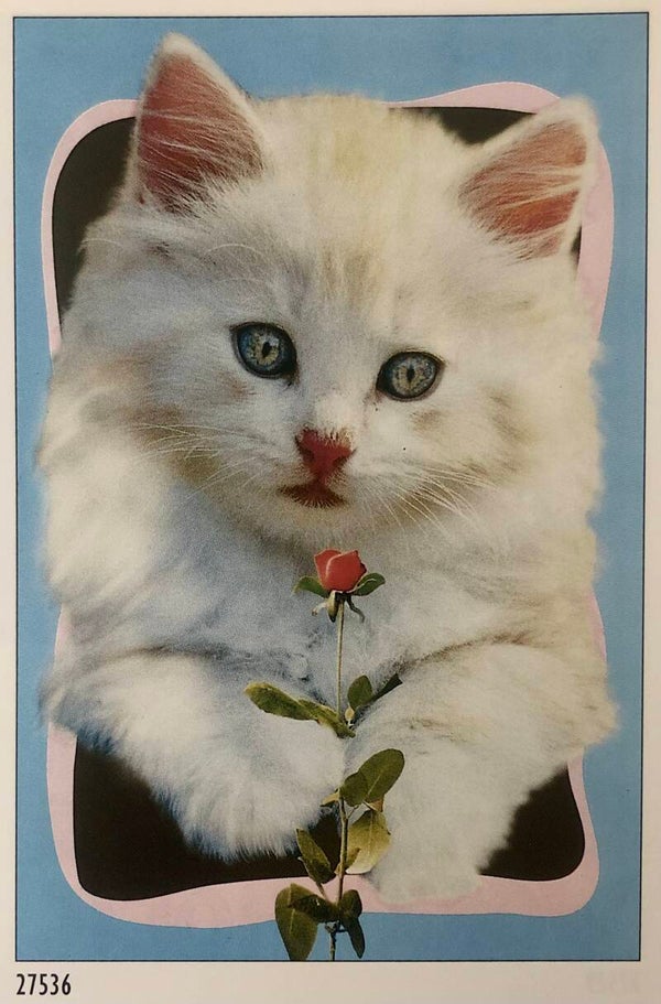 90er Jahre Poster Sabine Stuewer	White cat with rose Maxi 62 cm x 93 cm