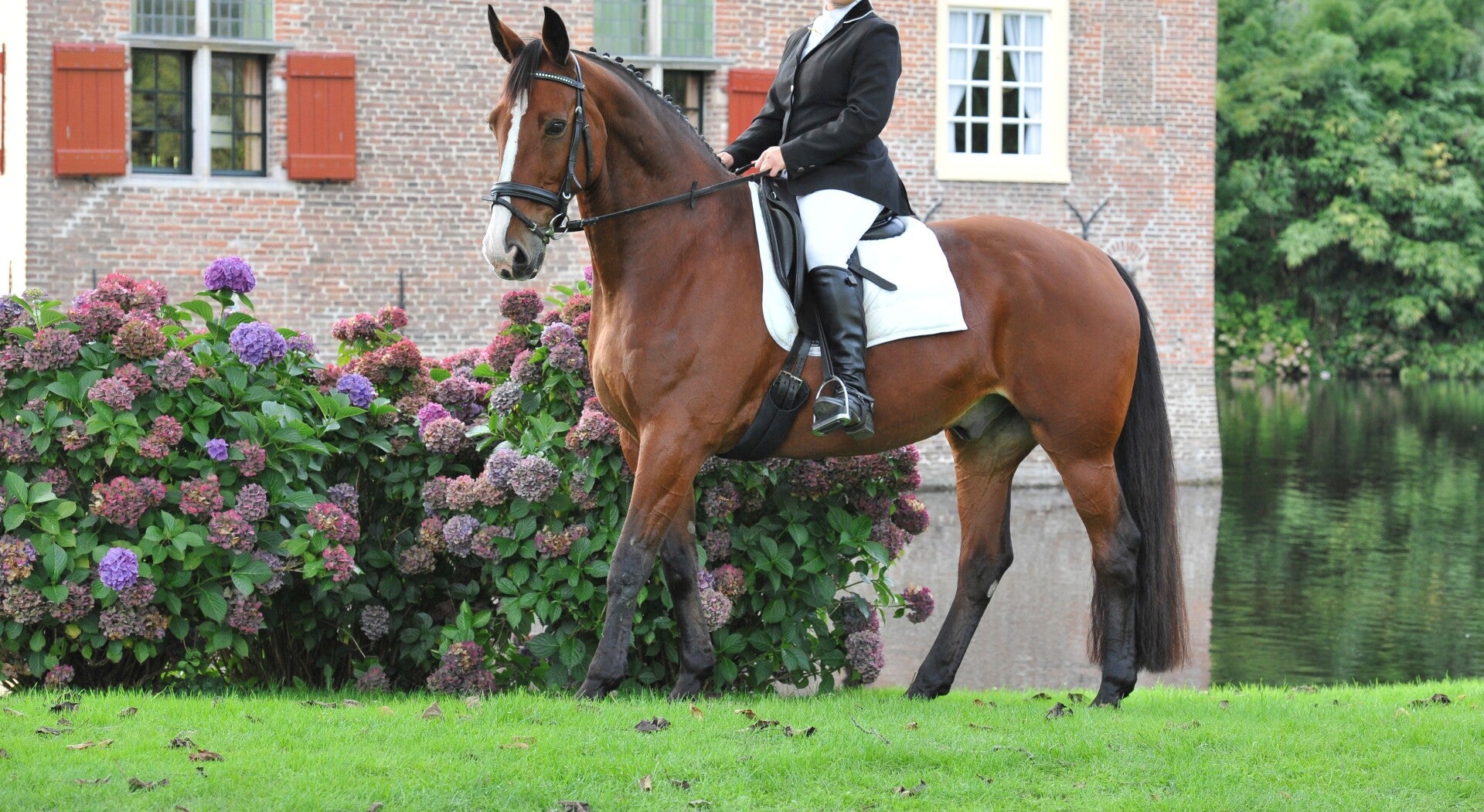 professionele gedragstherapie paarden moeilijk paard hulp lostrekken bokken zadelmak maken stil staan