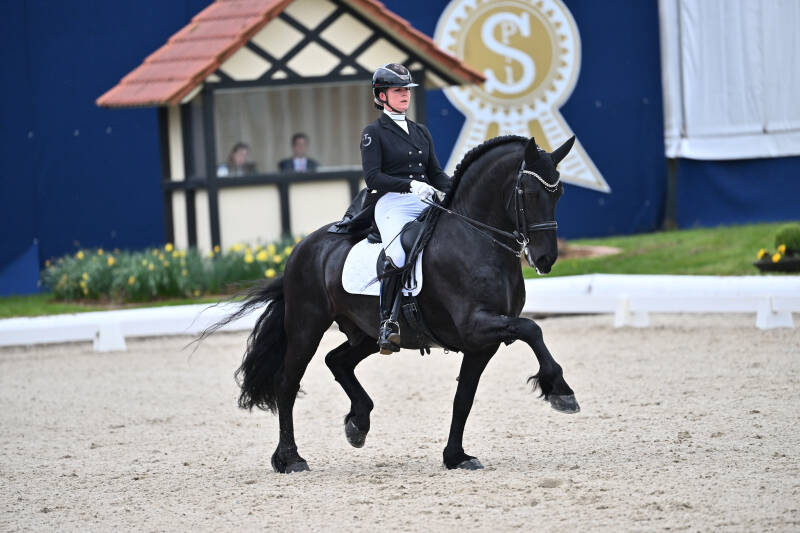 Friesian horses for sale