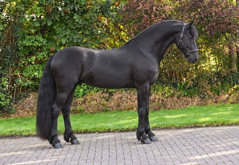 FRIESIAN STAR MARE FOR SALE