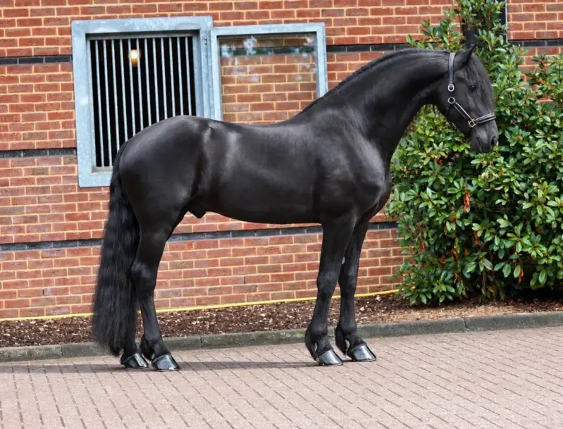 FRIESIAN STAR STALLION FOR SALE 