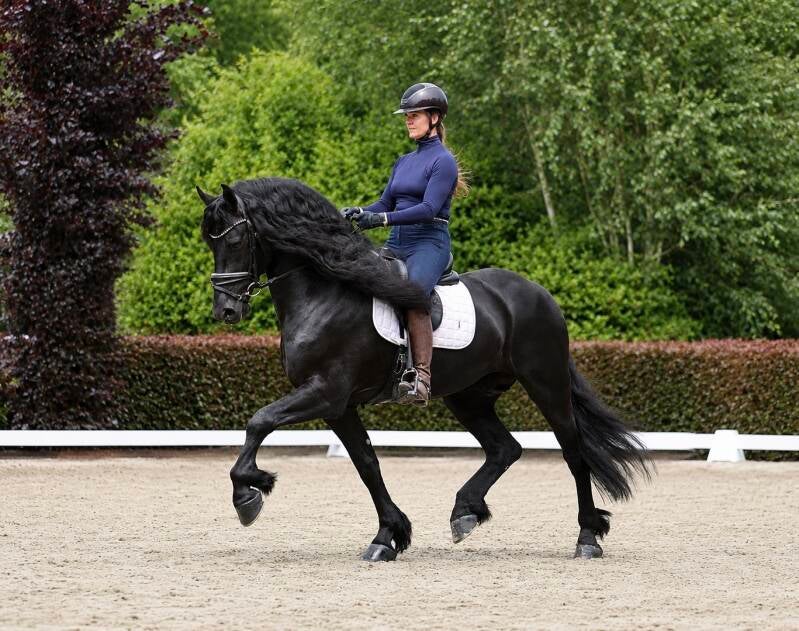 Friesian Dressage horse for sale