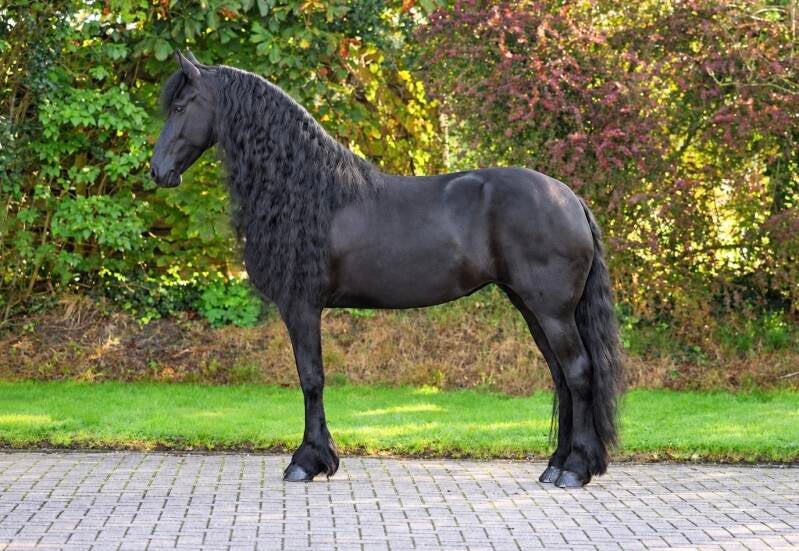 FRIESIAN STAR MARE FOP SALE 