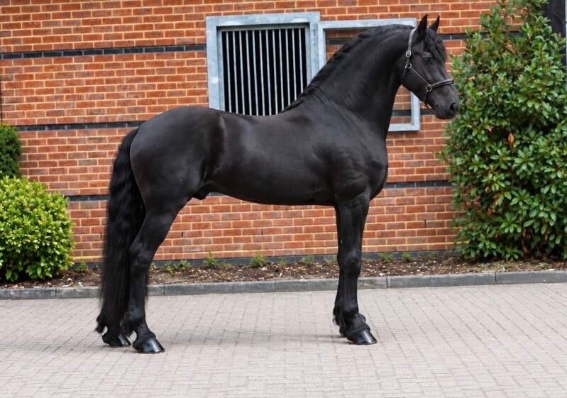 Friesian stallion for sale 