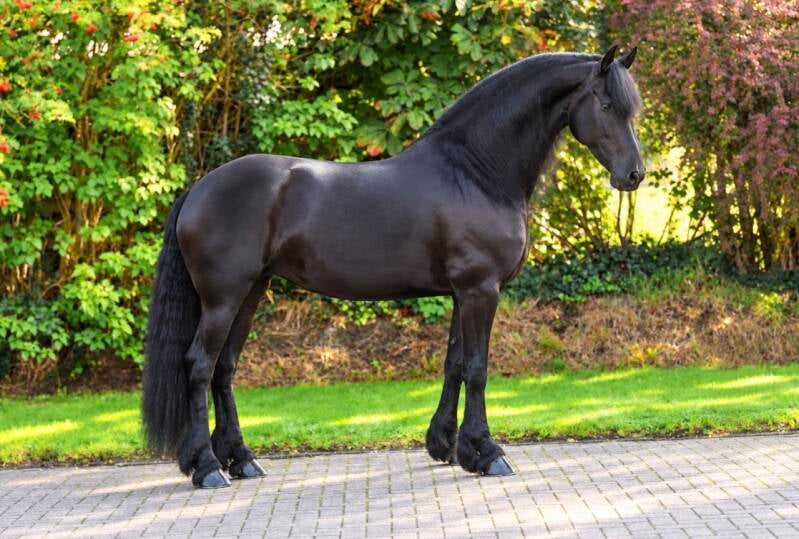 FRIESIAN MODEL MARE FOR SALE 