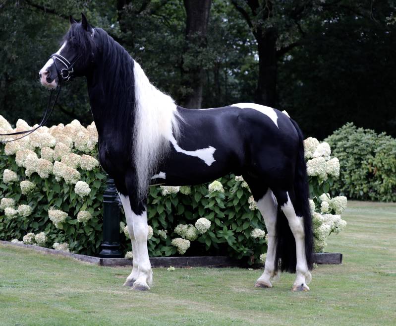 Friese dekhengst te koop