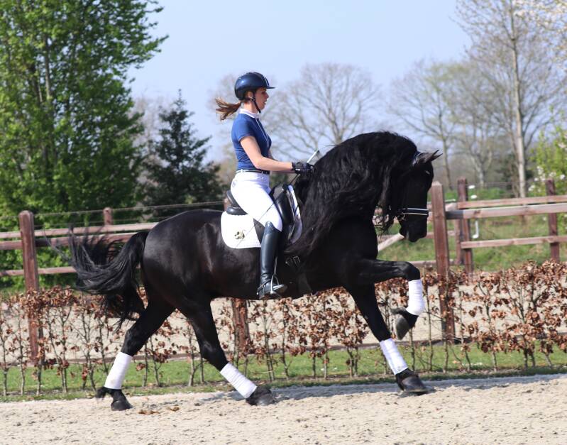 Friese sport paarden te koop