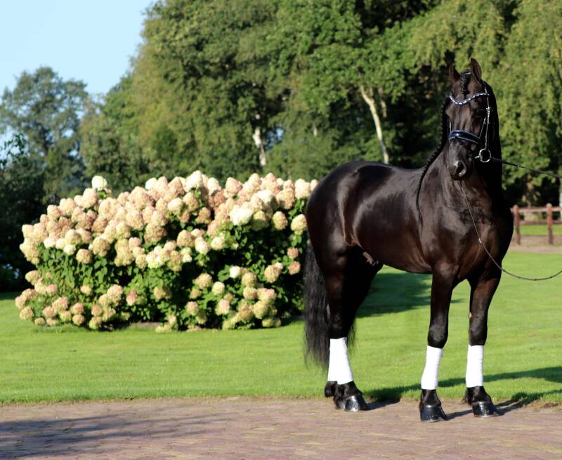 Friese sport paarden te koop