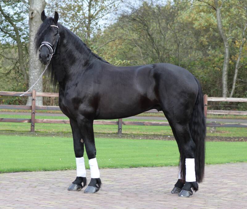 majoor Voel me slecht Trekken Friese Paarden te koop | Friesian Sporthorses.com