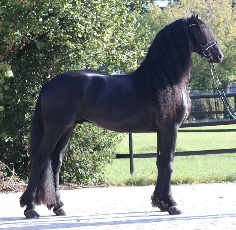 FRIESE RUIN TE KOOP