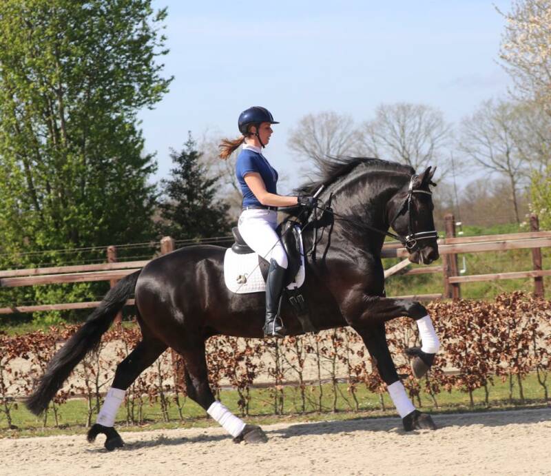 Friese sport paarden te koop