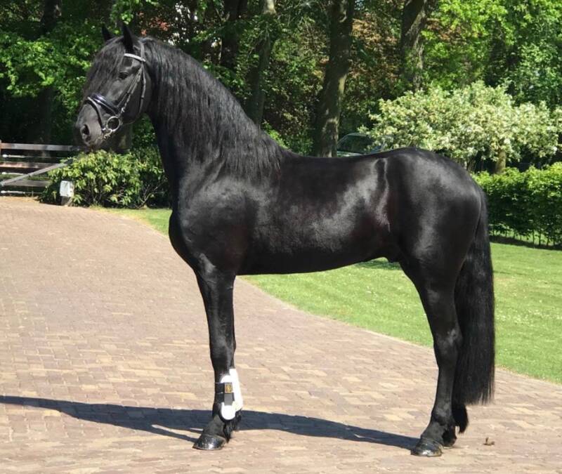 Friese sport paarden te koop