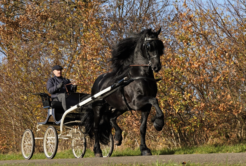 Kfps breeding Stallion Beant 517 sold 
