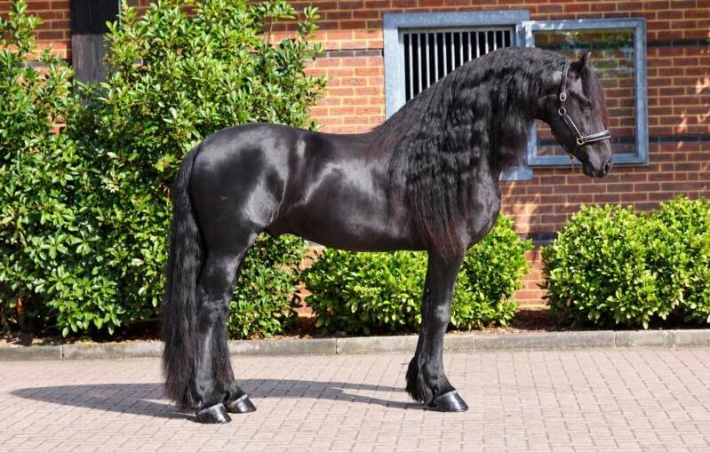 Friesian star stallion for sale