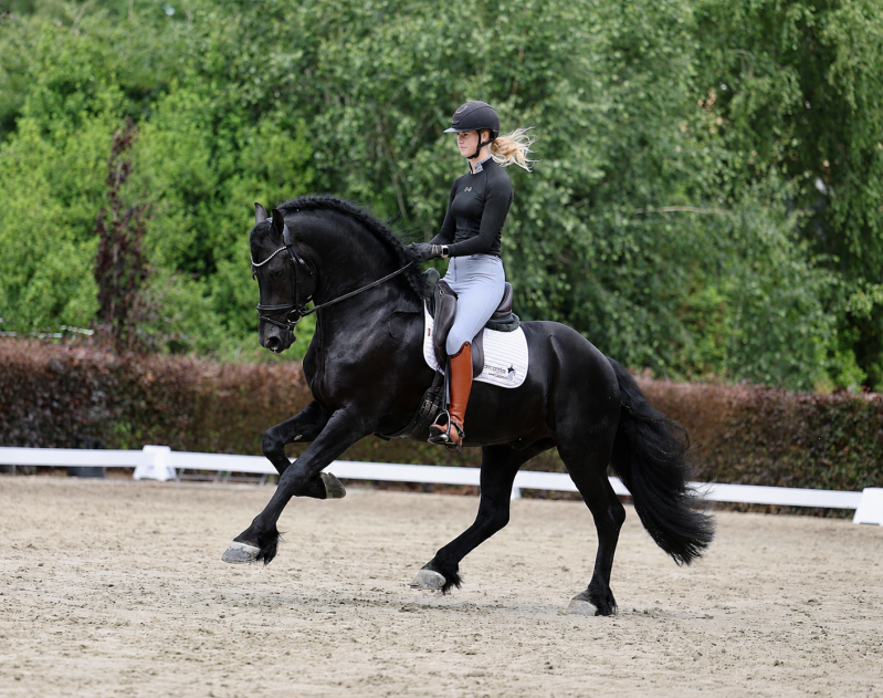 Friesian star stallion for sale