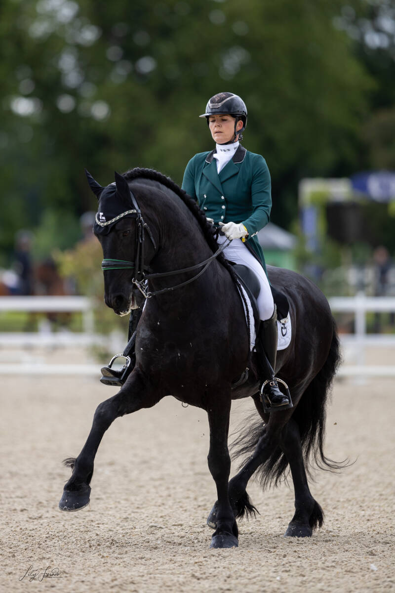 Friesian International dressage stallion 