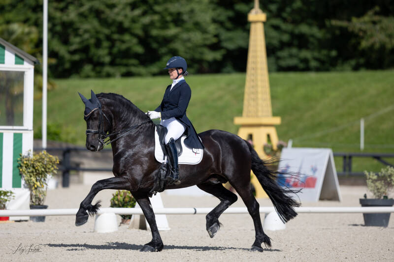 Friesian International dressage stallion 