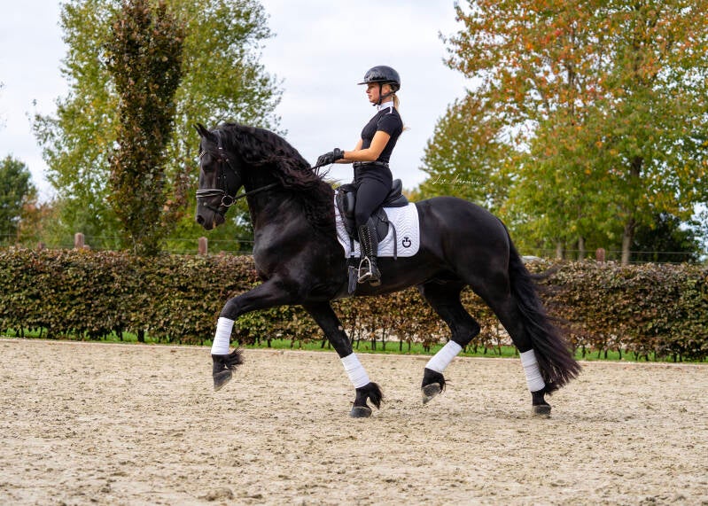 FRIESE HENGST TE KOOP