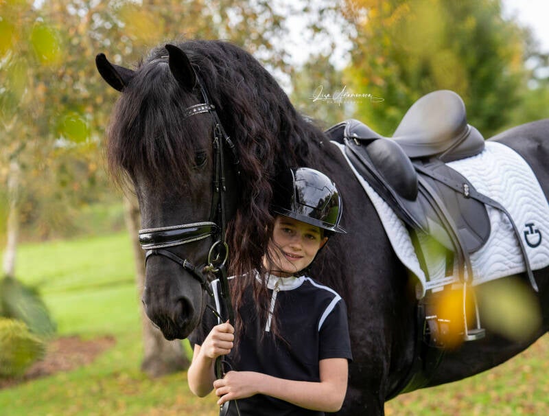 FRIESE HENGST TE KOOP