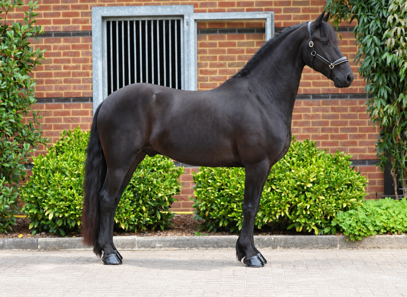 FRIESIAN STAR GELDING FOR SALE 