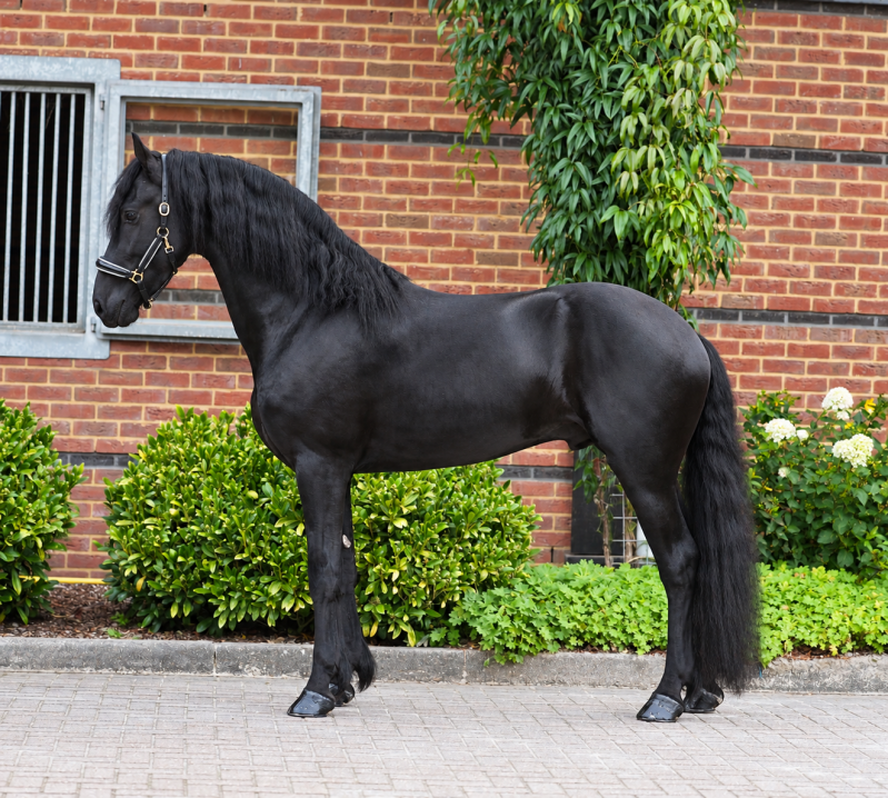 friesian star stallion for sale 
