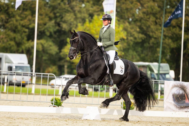 FRIESIAN STALLION FOR SALE