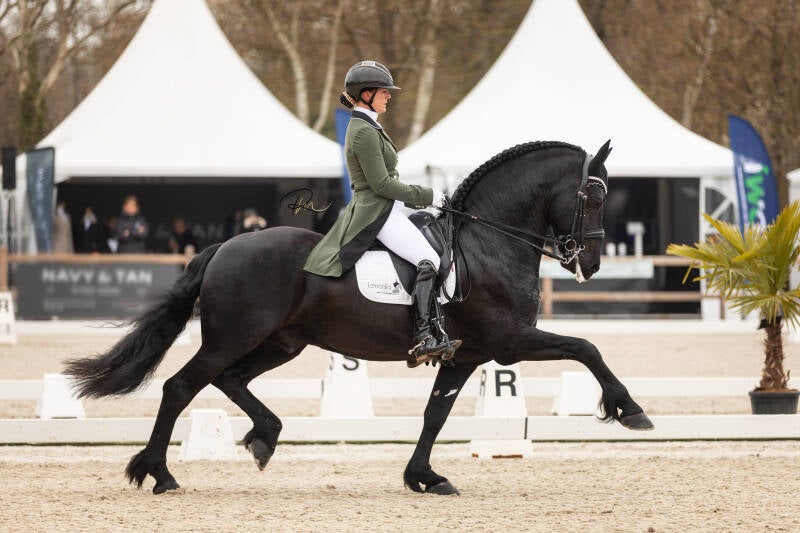 Friese Ster Sport Elite hengst