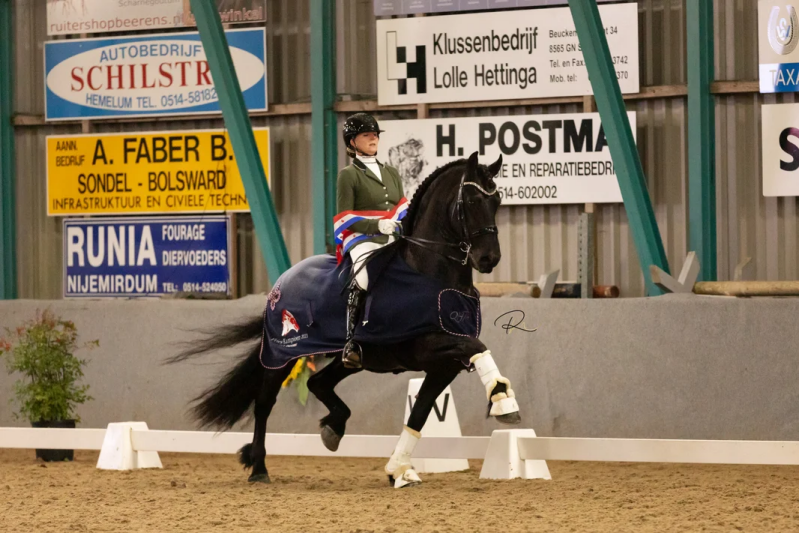 Friesian horse Champion