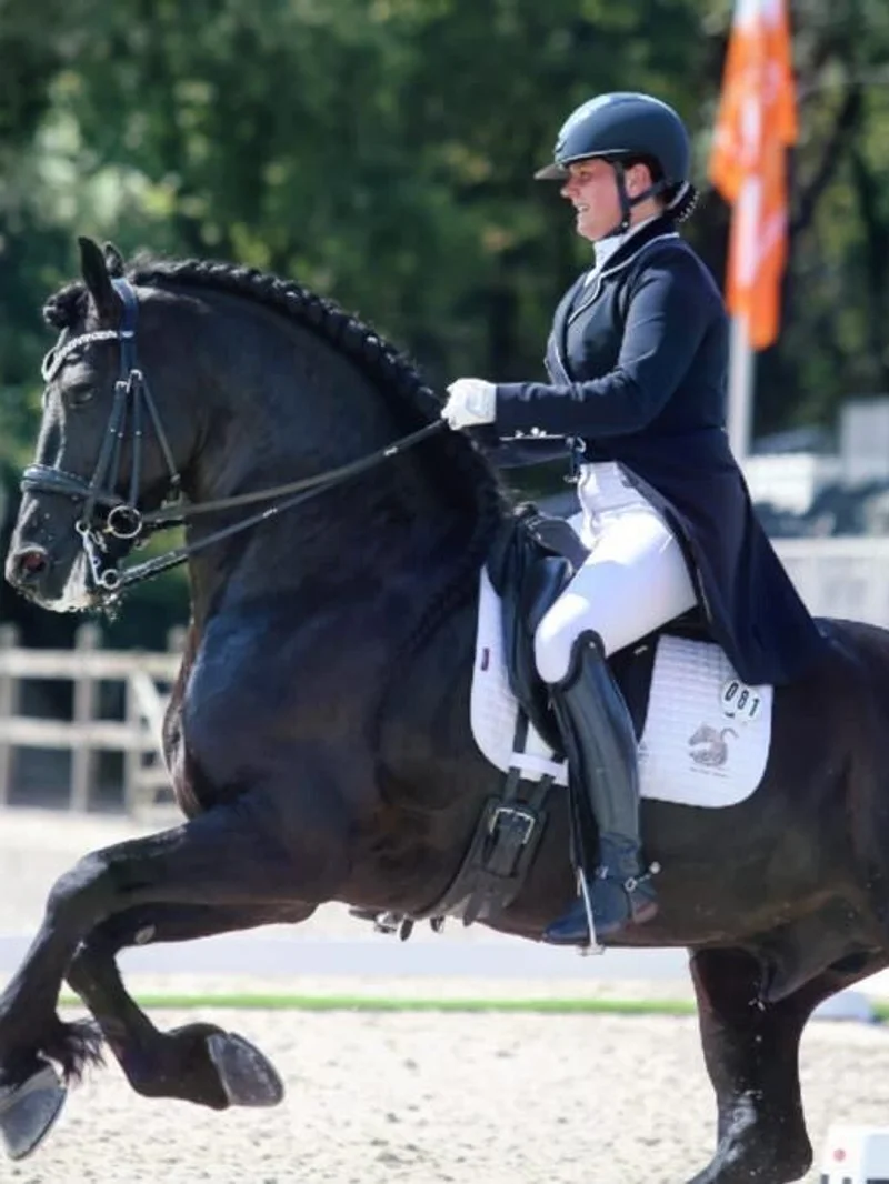 Friesian sport horses for sale